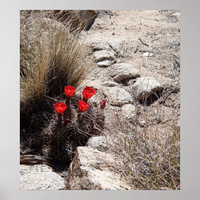 Poster Fleurs du désert, Parc national de Joshua Tree (Devant)