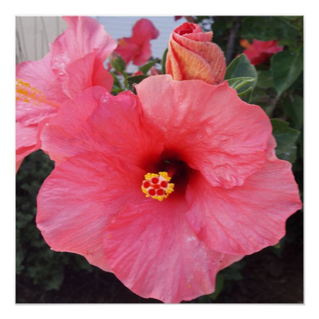 Poster Fleurs en Crète Canéenne, Grèce (Devant)