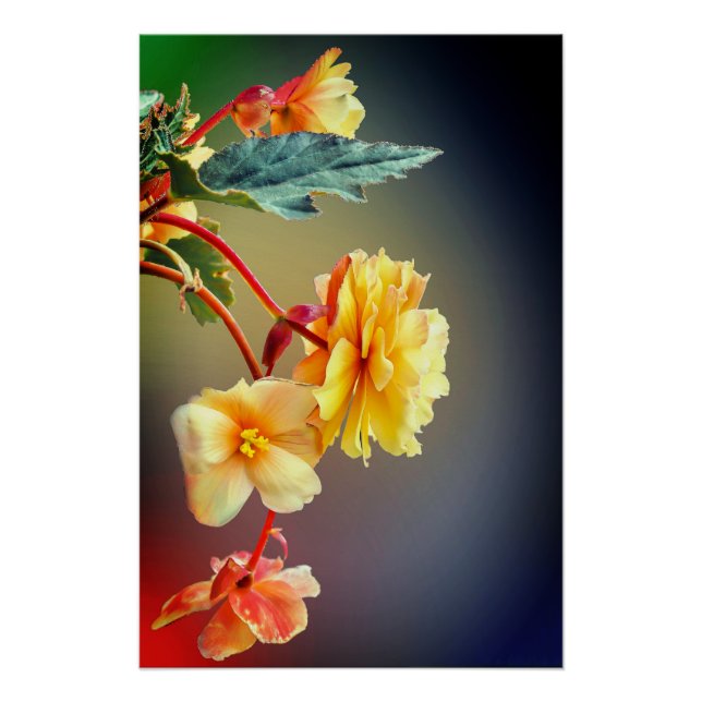 Poster Fleurs, Fleurs Jaunes, Pétales (Devant)