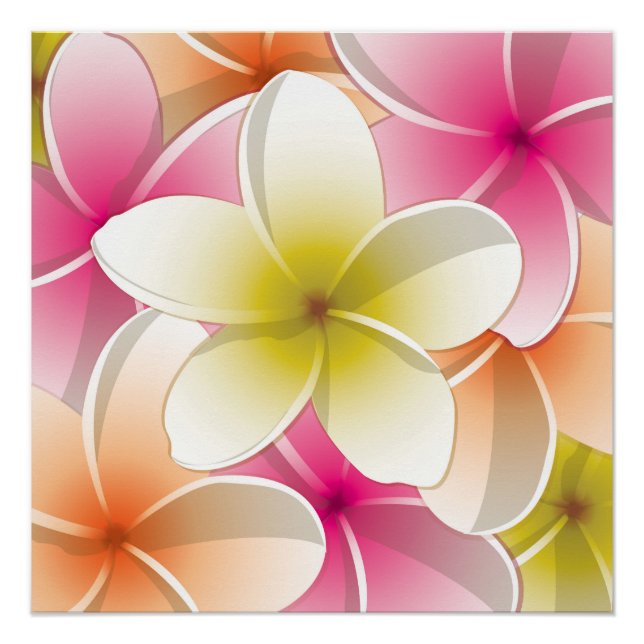 Poster Fleurs frangipani/Plumeria (Devant)