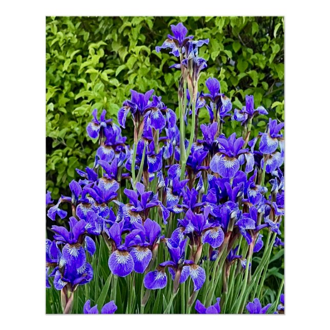 Poster Fleurs Iris Violettes Sur Le Trottoir (Devant)