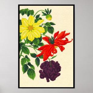 Poster Fleurs japonaises orientales de dahlias de