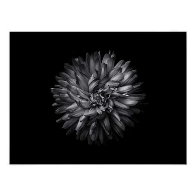 Poster Fleurs jardins En Noir Et Blanc 20 (Devant)