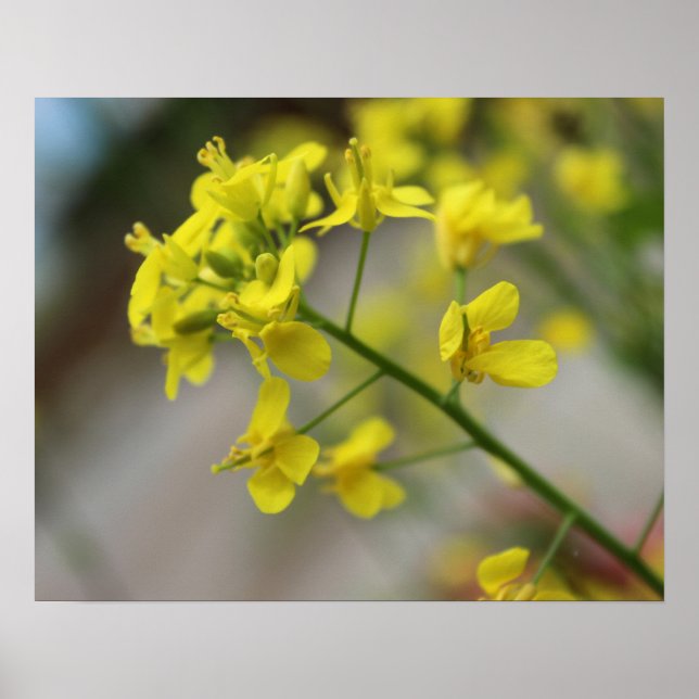 Poster Fleurs jaunes (Devant)