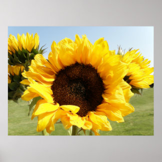 Poster Fleurs jaunes