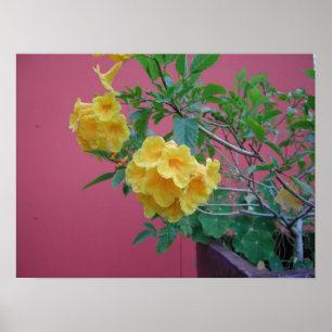 Poster Fleurs jaunes