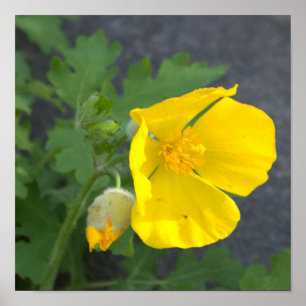 Poster Fleurs Jaunes