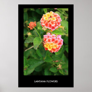 Poster Fleurs Lantana, Imprimer