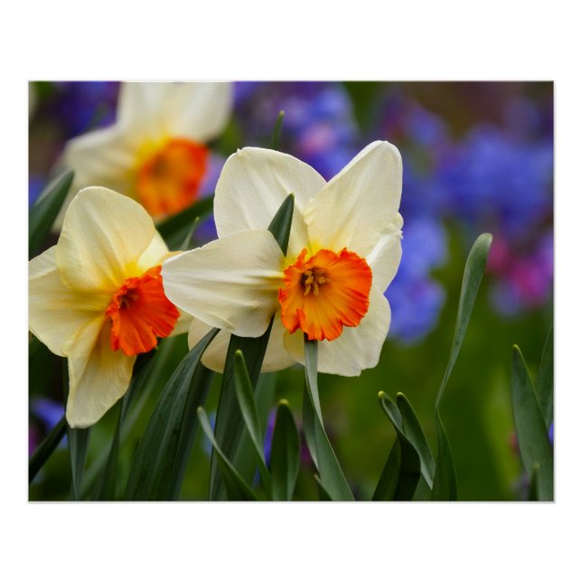 Poster Fleurs lumineuses (Devant)