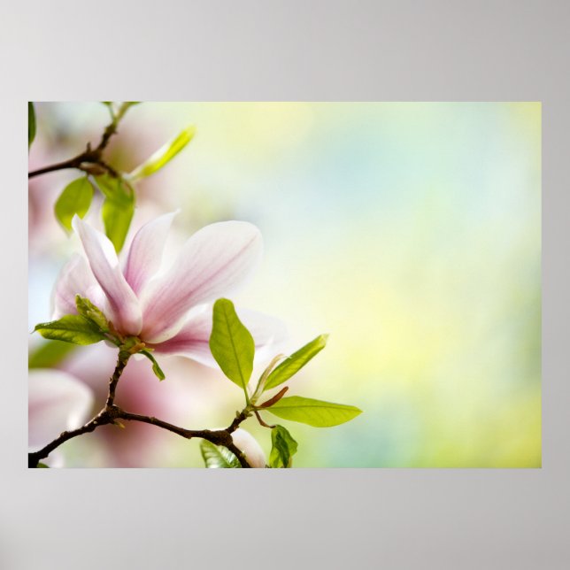 Poster Fleurs Magnolia (Devant)