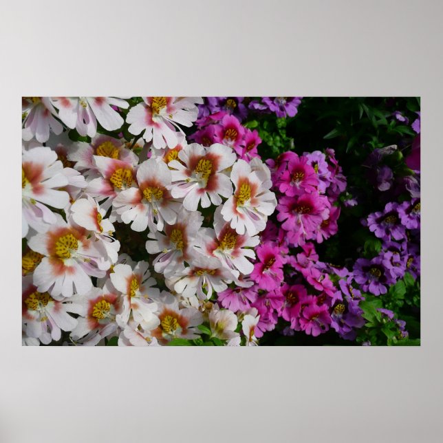 Poster Fleurs Papillon Blanc Rose et Violet (Devant)