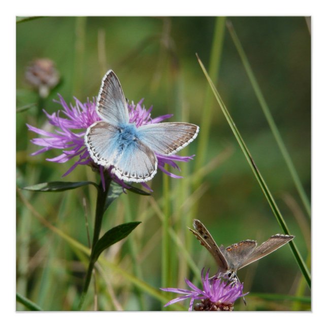 Poster Fleurs papillon Fleurs Fleurs Aimer Destiny Douche (Devant)