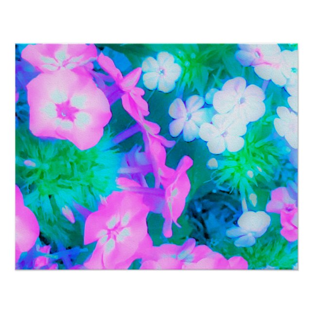 Poster Fleurs Phlox de jardin rose, vert, bleu et blanc (Devant)