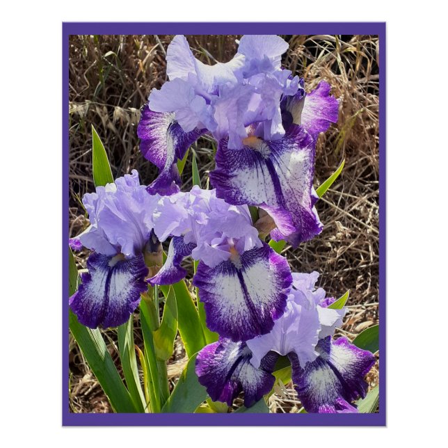Poster Fleurs pourpres Floral Iris Irises Carte de jour d (Devant)