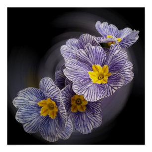 Poster Fleurs Primrose
