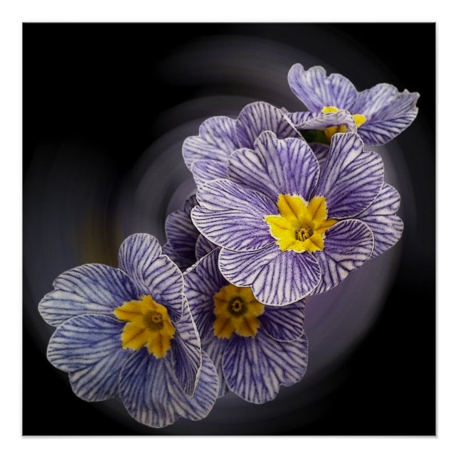 Poster Fleurs Primrose (Devant)