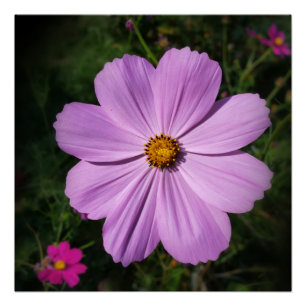 Poster fleurs rose vif