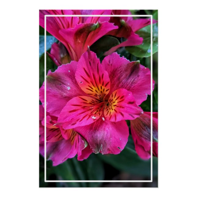 Poster Fleurs roses Lily péruviennes-79498 (Devant)