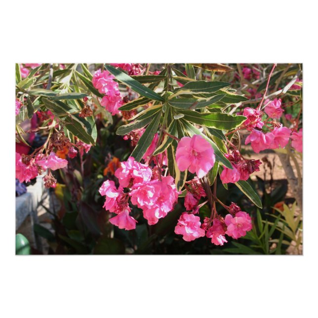 Poster Fleurs roses sur l'arbre (Devant)