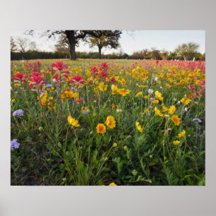 Poster Fleurs sauvages au bord de la route au Texas, prin