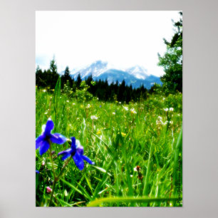 Poster Fleurs sauvages bleus par des crêtes de montagne
