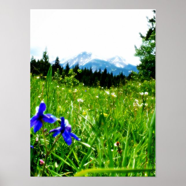 Poster Fleurs sauvages bleus par Mountain Peaks (Devant)