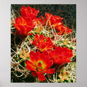 Poster Fleurs sauvages de la coupe Claret