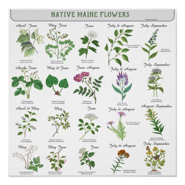 Poster Fleurs Sauvages du Maine Mois de Floraison Nom Lat (Devant)