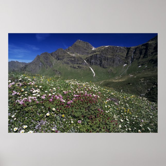 Poster Fleurs sauvages, en fleurs, Alpes, Suisse (Devant)