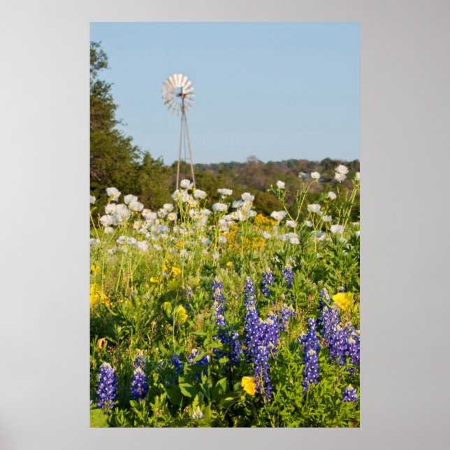 Poster Fleurs sauvages et moulin à vent dans Texas Hill C (Devant)