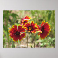Fleurs sauvages indiens de couverture