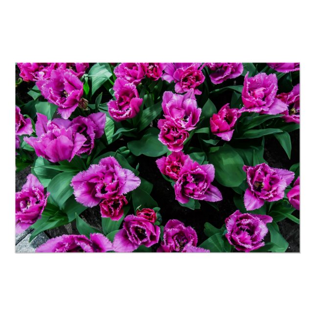 Poster Fleurs tulipes roses (Devant)