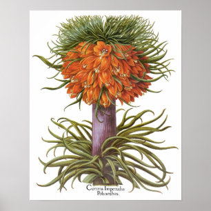 Poster Fleurs vintages de Fritillaria par Basilius Besler