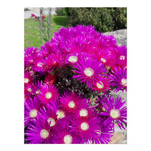 Poster Fleurs violettes