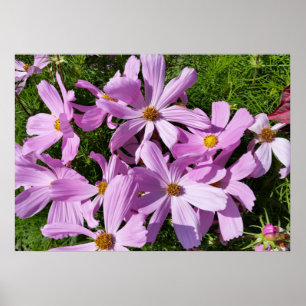 Poster fleurs violettes au soleil