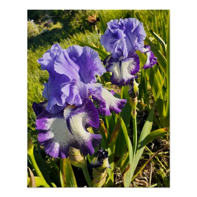 Poster Fleurs violettes florales Iris Irises Fête des Mèr (Devant)