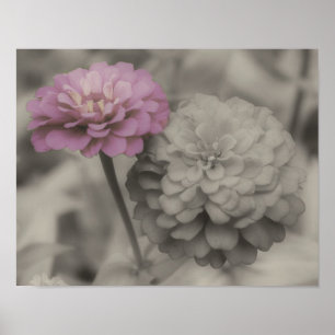 Poster Fleurs Zinnia rose Vintage Couleur partielle
