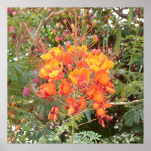 POSTER FLEUVE DÉSERT CALIFORNIE #1