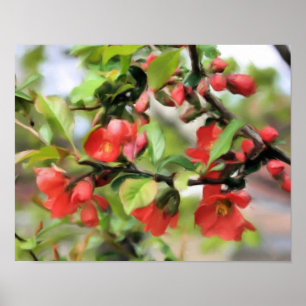 Poster Floraison de coing rouge