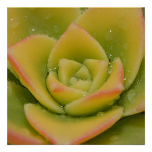 Poster Floraison émeraude : le joyau liquide de la nature