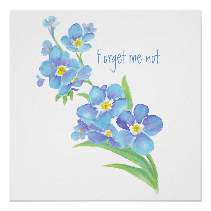 Poster Floral assez bleu de fleur de myosotis d'aquarelle | Zazzle.fr