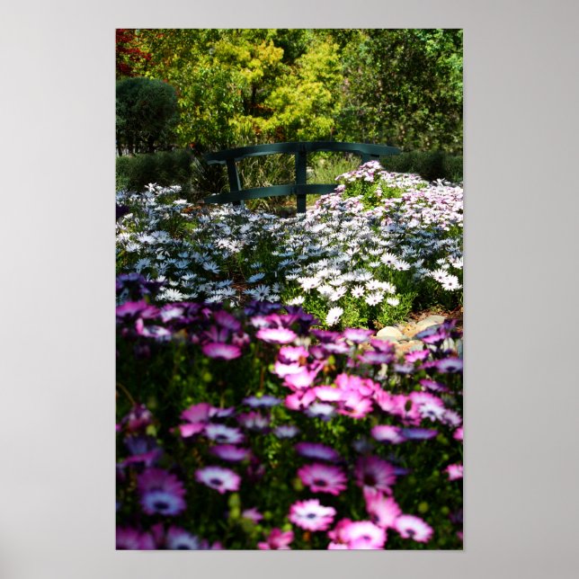 Poster "Floral Bridge", marguerites africaines (Devant)