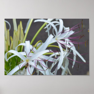 Poster Floral Fragrance