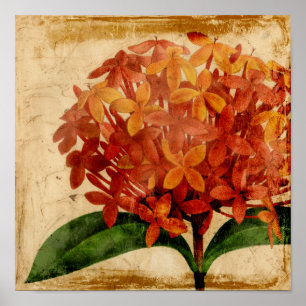 Poster Floral III