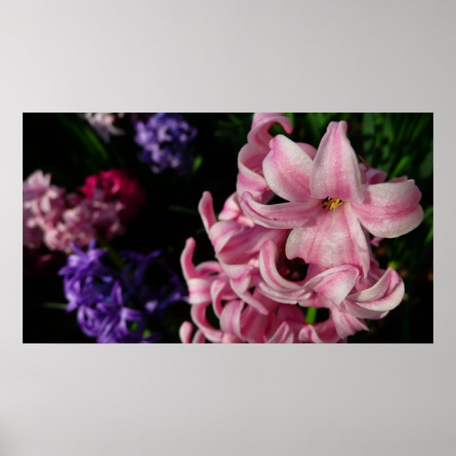 Poster Floral Pink Hyacinth (Devant)