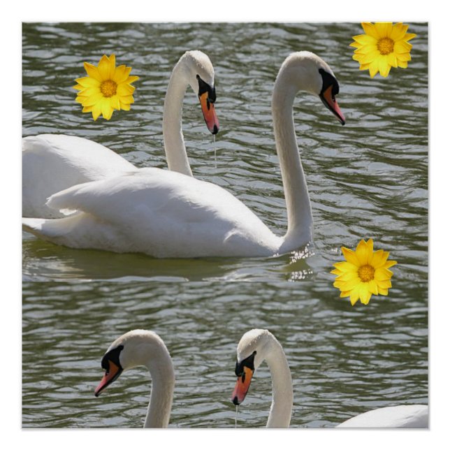 Poster floral Swan (Devant)