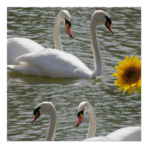 Poster floral Swan de tournesol