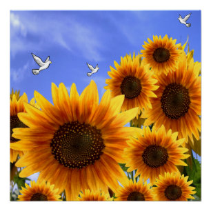 Poster floral Tournesol