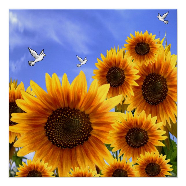 Poster floral Tournesol (Devant)