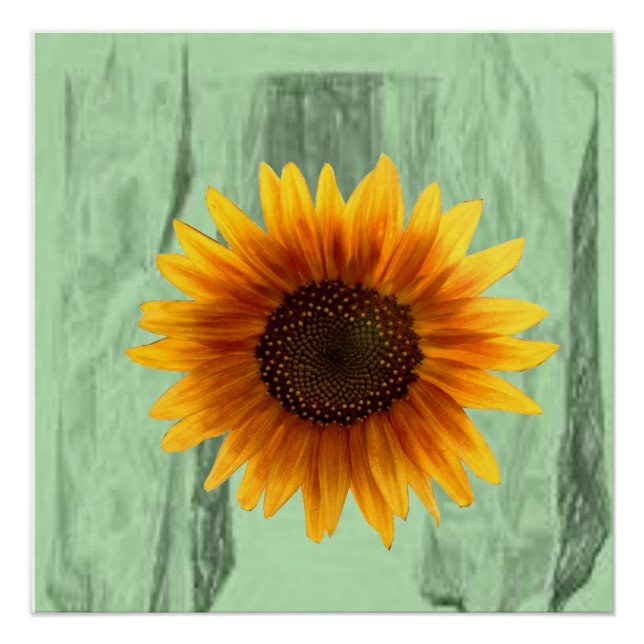 Poster floral Tournesol (Devant)